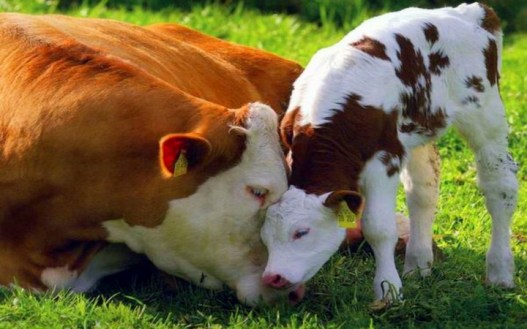 cow-and-calf-love-720x450
