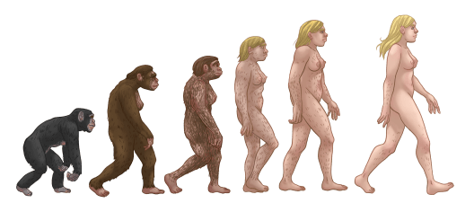 Female_human_evolution