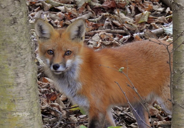 RED FOX (Oct 2018 Near Sugargrove PA)